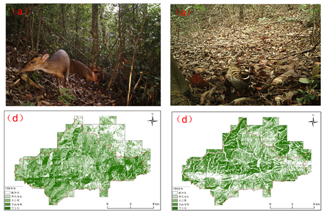 车八岭保护区赤麂（左）和白眉山鹧鸪（右）的分布精细评估